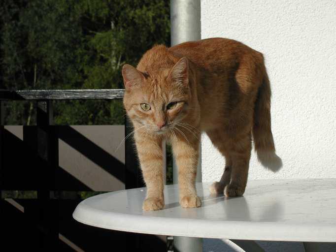 willi14