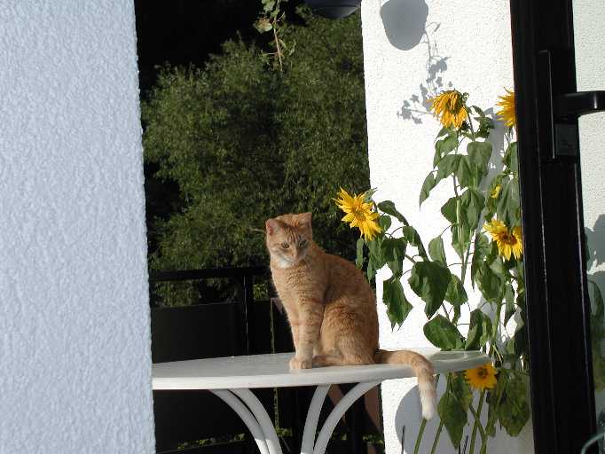 willi3